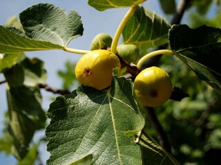 Holiday house Sutomišćica  11