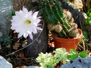 Ferienhaus Sutomišćica  12