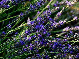 Holiday house Sutomišćica  13