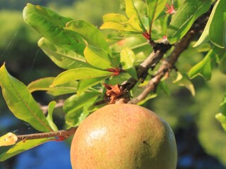 Apartment Pasadur  11