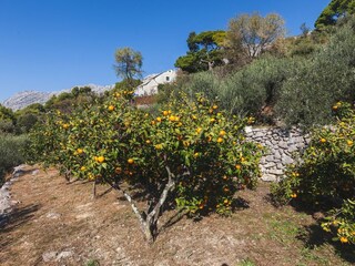 Holiday house Zivogosce  16