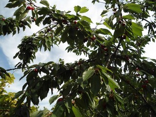 Apartment Vodice  10