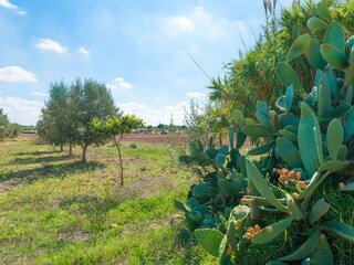 Finca Inca Omgeving 38