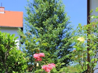 Holiday room Grabovac  11