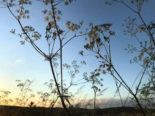 Abendlicht