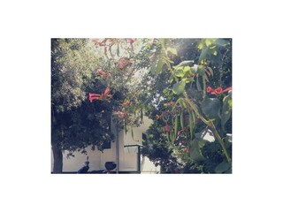 Apartment Petrcane  2