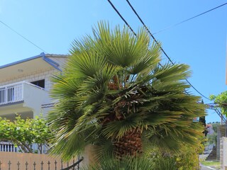 Apartment Arbanija  11