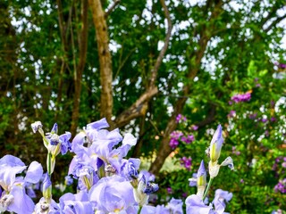 Apartment Banjol  15