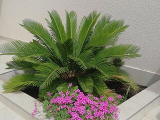 Apartment Privlaka  7