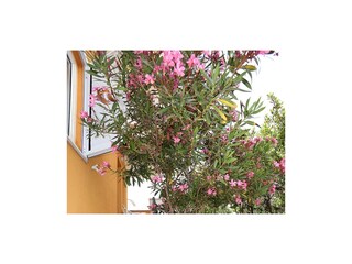 Apartment Okrug Gornji  11