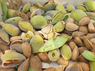 Apartment Murter (Stadt)  11