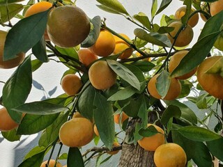 Apartment Murter (Stadt)  10