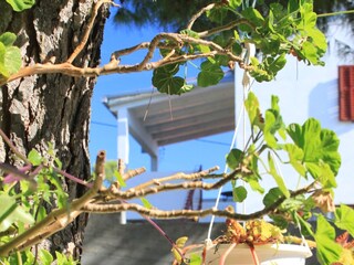 Apartment Vis (Stadt)  6