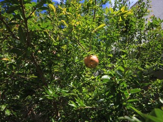 Apartment Vis (Stadt)  7