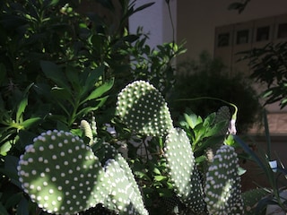 Apartment Vis (Stadt)  9