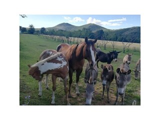 Ferienhaus Cetina  24