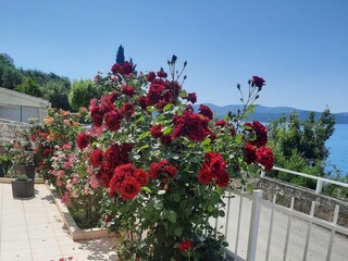 Apartment Brodarica  12