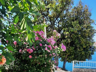 Apartment Brodarica  13