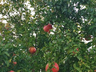 Apartment Vinisce  17