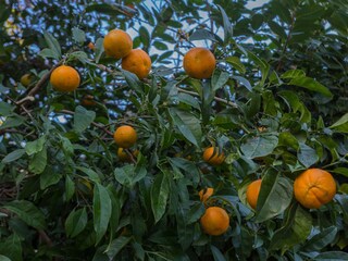 Apartment Dubrovnik  17