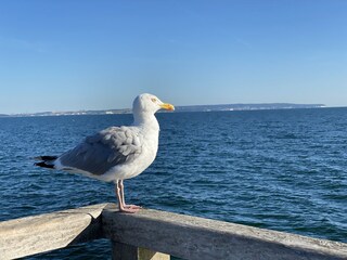 Kreidefelsen vom Kopf der Seebrücke (mit Möwe)