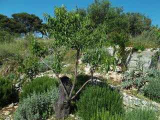 Apartment Murter  17