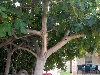 Apartment Pag (Stadt)  6