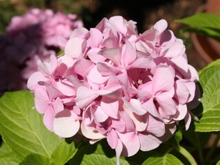 Apartment Podgora  6