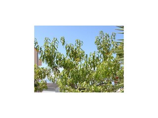 Apartment Podgora  8