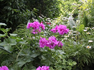 Apartment Podgora  6