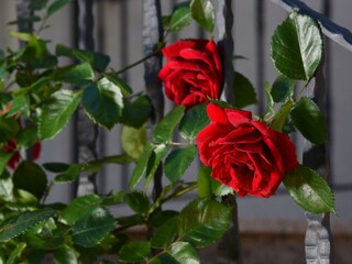 Apartment Ičići  11