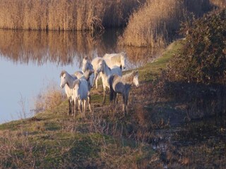 Ferienpark Lido di Spina Umgebung 24