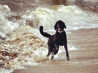 Bungalow Callantsoog Ambiente 14