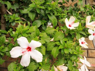 Apartment Prizba  11