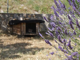 Apartment Veli Losinj  12