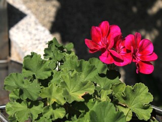 Apartment Zavalatica  10