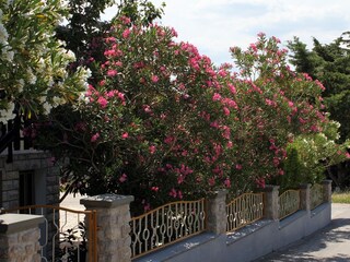 Apartment Starigrad  5