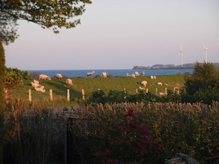 Schafe auf dem Deich