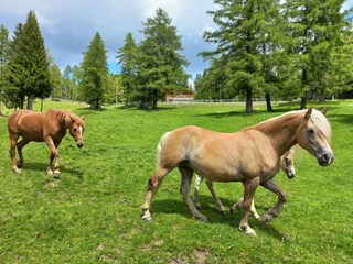 Appartamento per vacanze Vöran Registrazione all'aperto 5