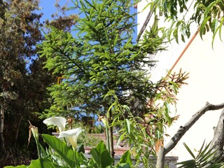 Apartment Korcula (Stadt)  3