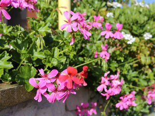 Apartment Korcula (Stadt)  5