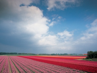 Frühjahr: blühenden Blumenzwiebelnfelder.