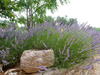 Apartment Dragove  11