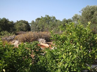 Apartment Dragove  36