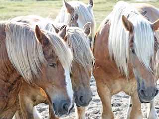 Ponys statt Autos