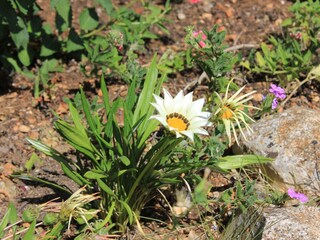 Apartment Kukljica (Ugljan)  11