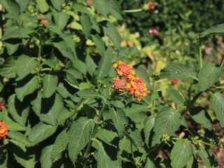 Apartment Kukljica (Ugljan)  16