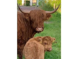 Appartamento per vacanze Cadzand-Bad Ambiente 22