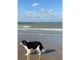 Appartamento per vacanze Cadzand-Bad Ambiente 23