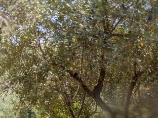 Holiday house Stari Grad  15